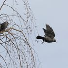 Dohlen - die Star's von "Hitchcock", die VÖGEL