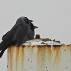 Dohlen im Hafen Hooksiel (11.02.2024)