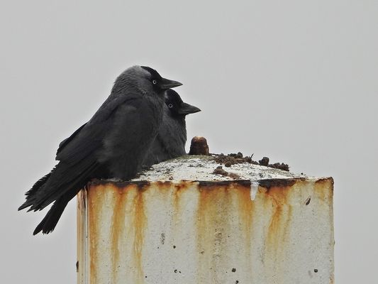 Dohlen im Hafen Hooksiel (11.02.2024)