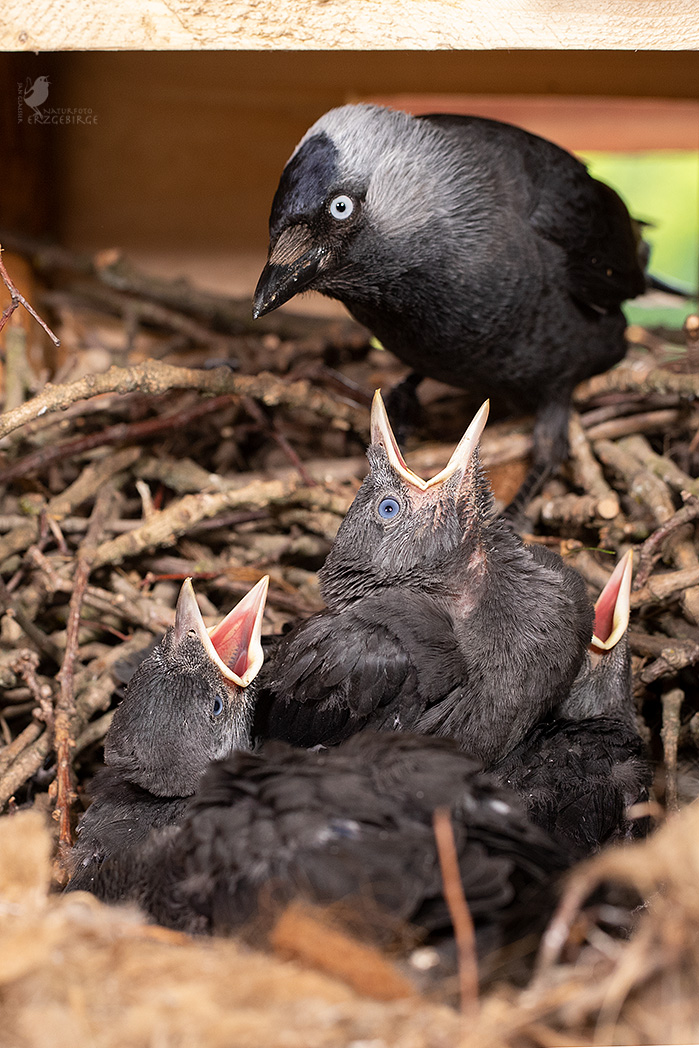 Dohlen im Nest