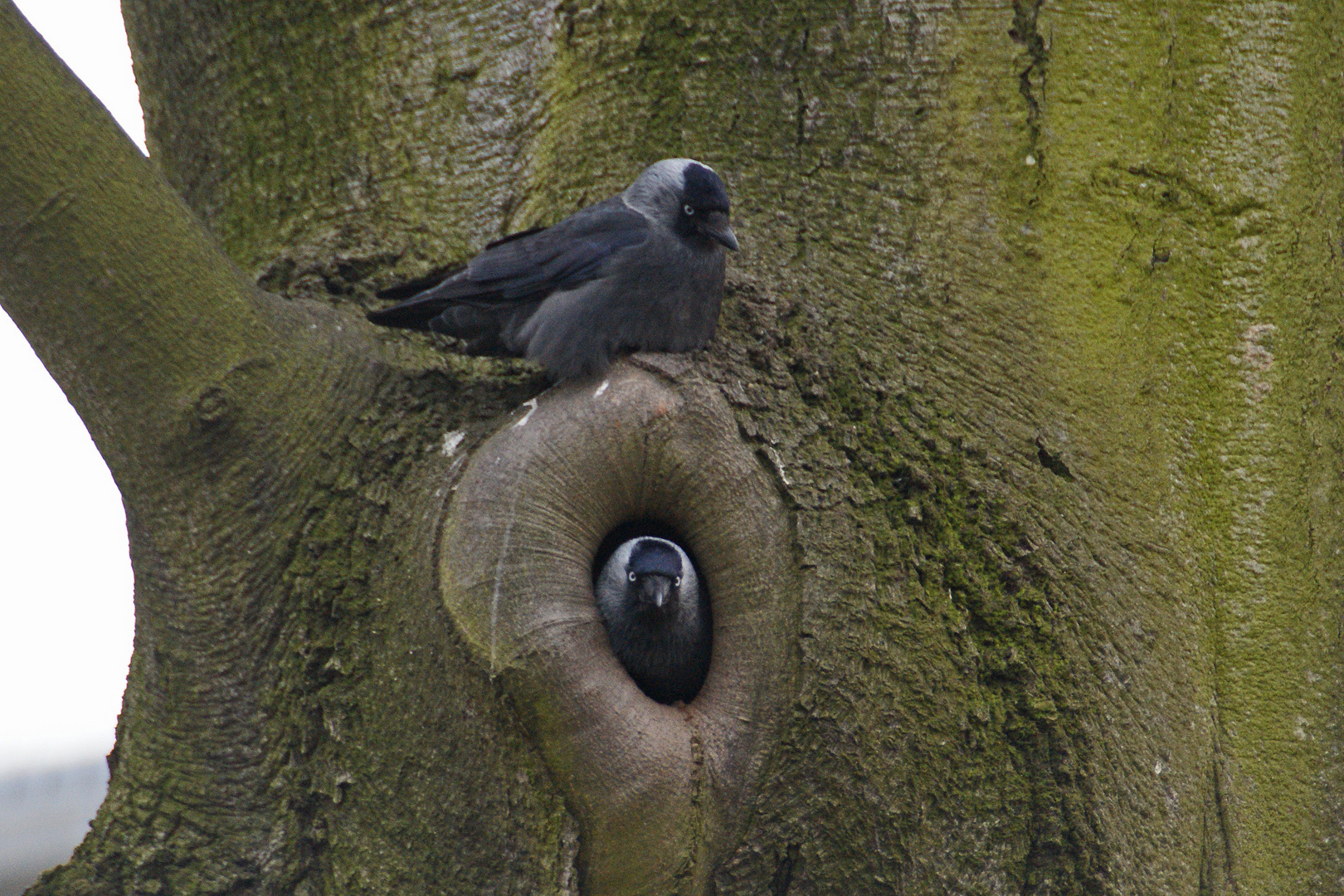 Dohlen-Paar (Corvus monedula)