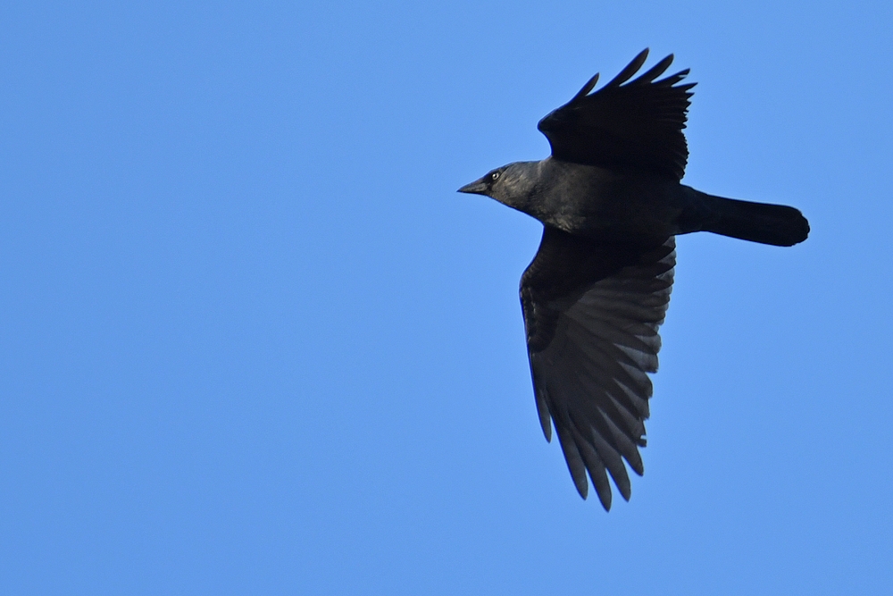 Dohlen – Überflug