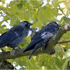 Dohlen(Corvus monedula)