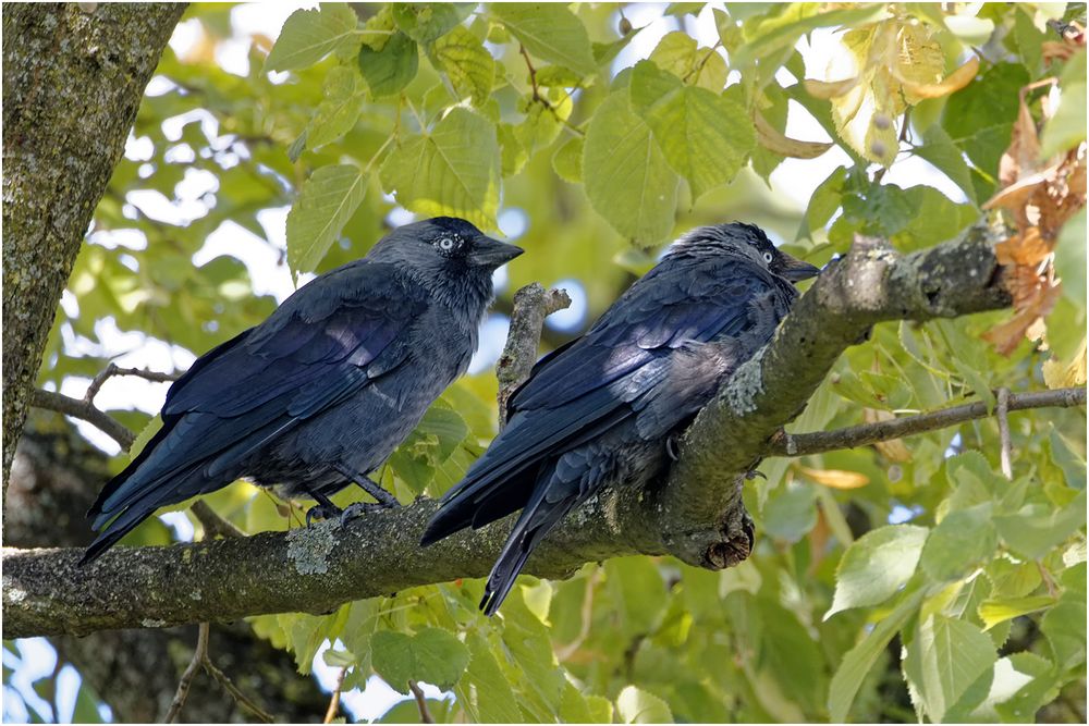 Dohlen(Corvus monedula)