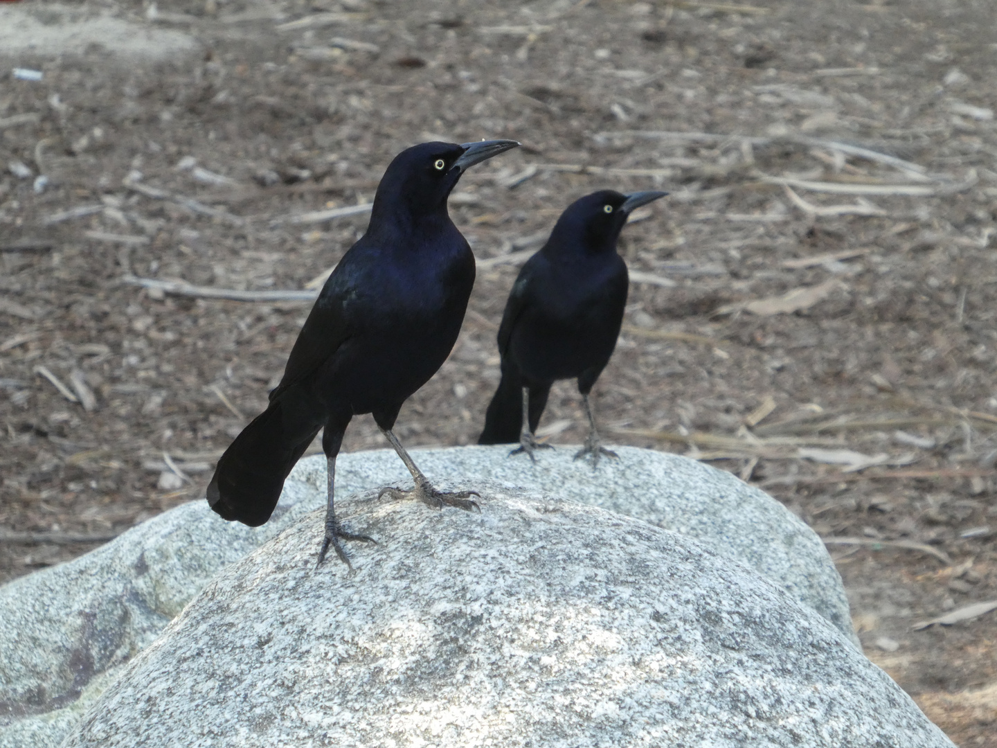 Dohlengrackel  -  Quiscalus mexicanus (m)