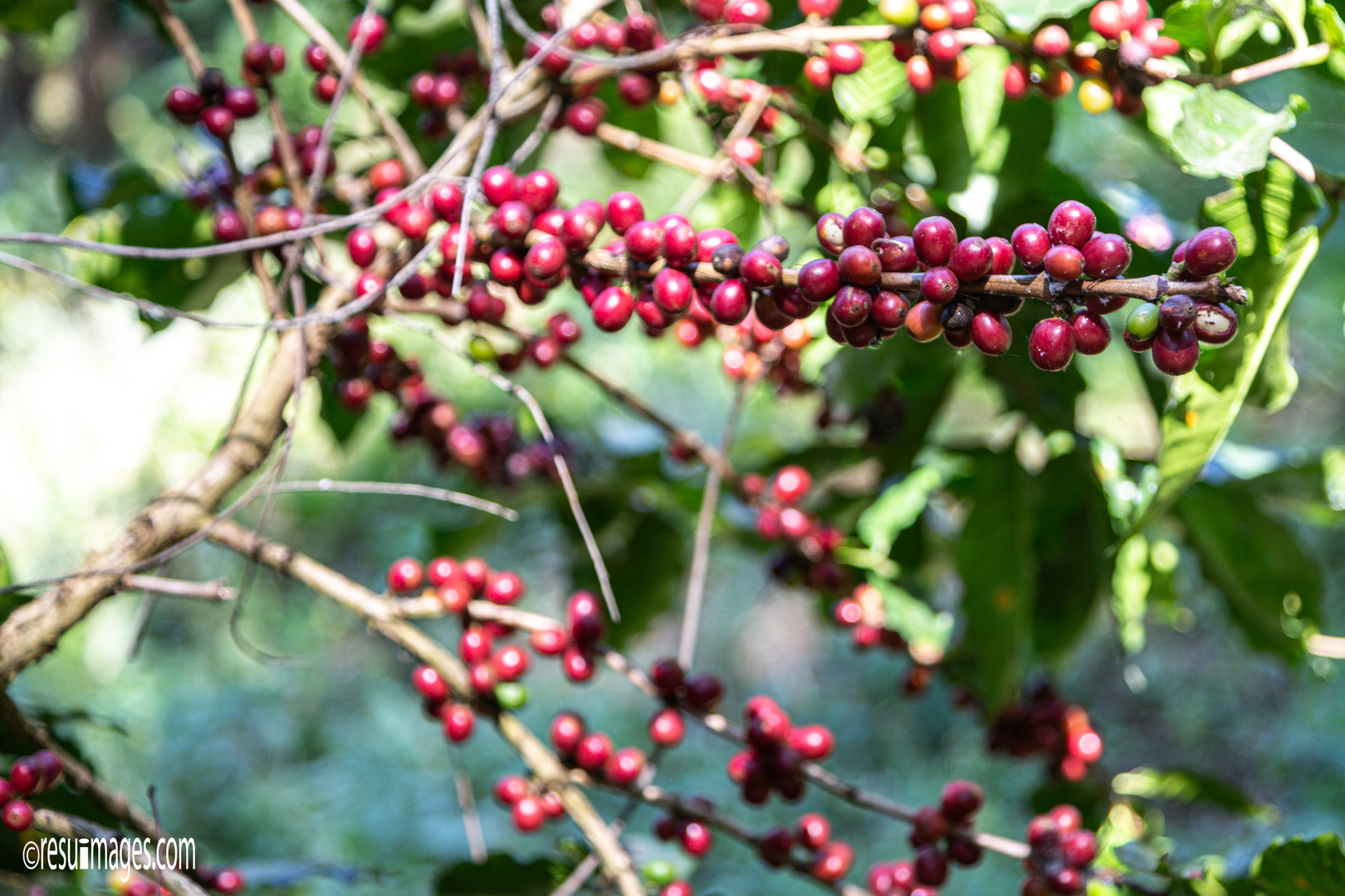 Doi Chang Arabica Coffee Plant