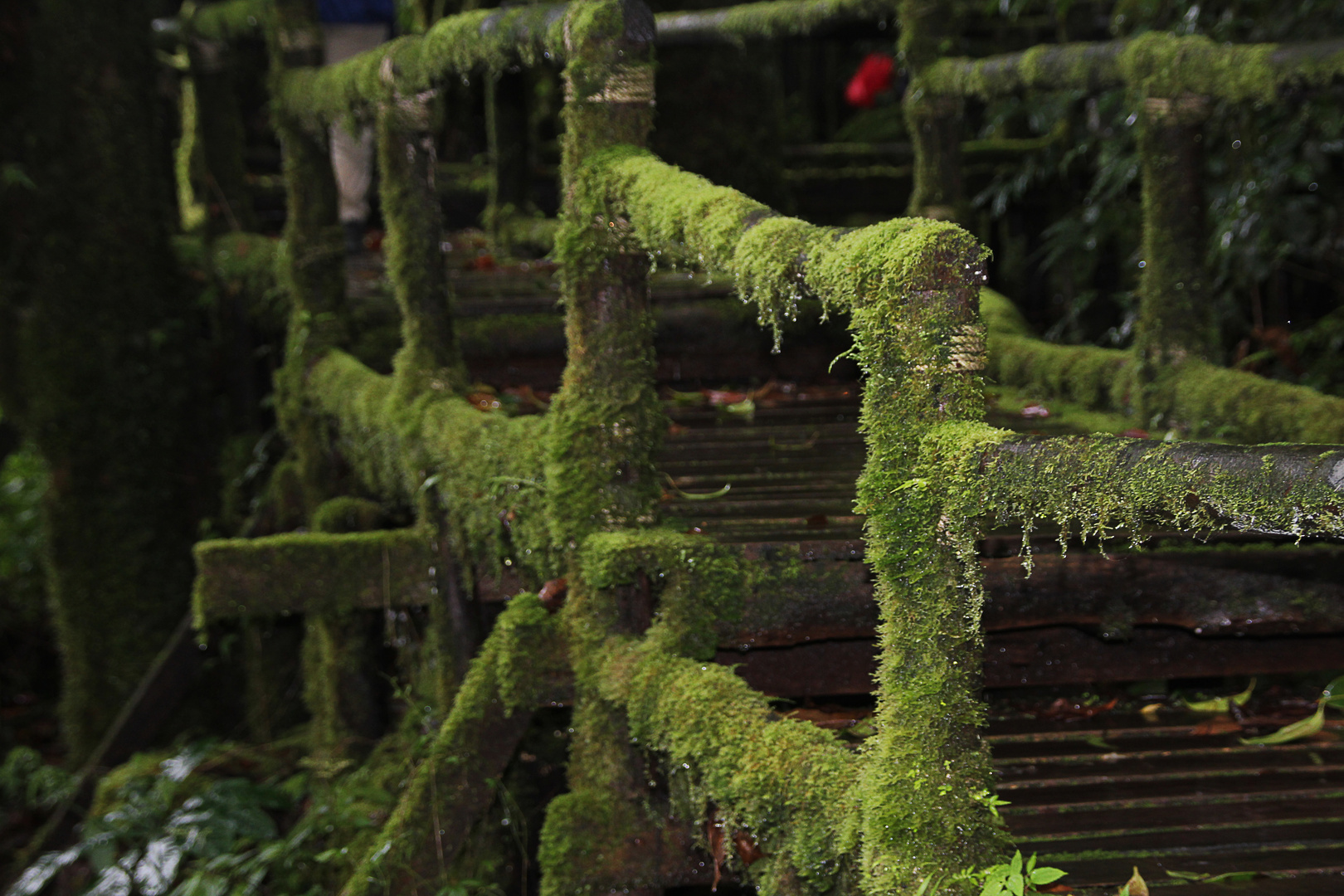 Doi Inthanon, Thailand