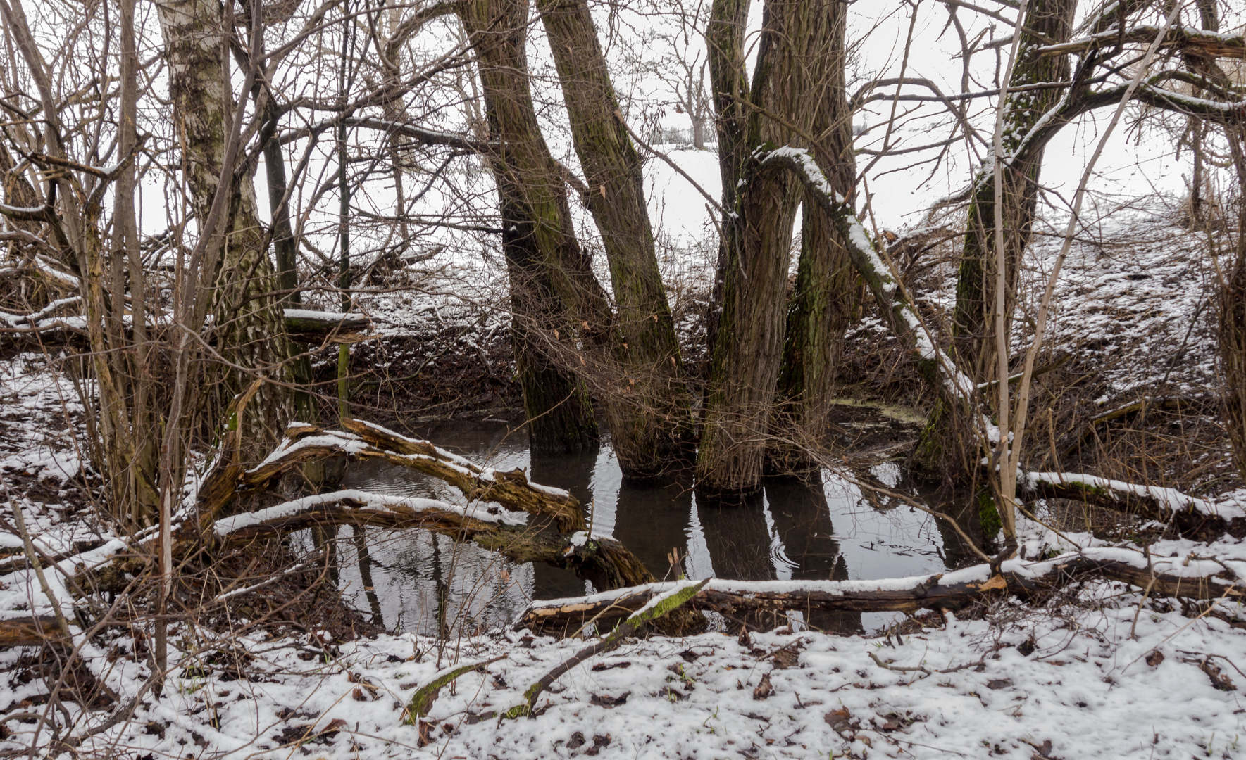 Doilne mit Weiden