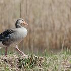 Doing the goose step.