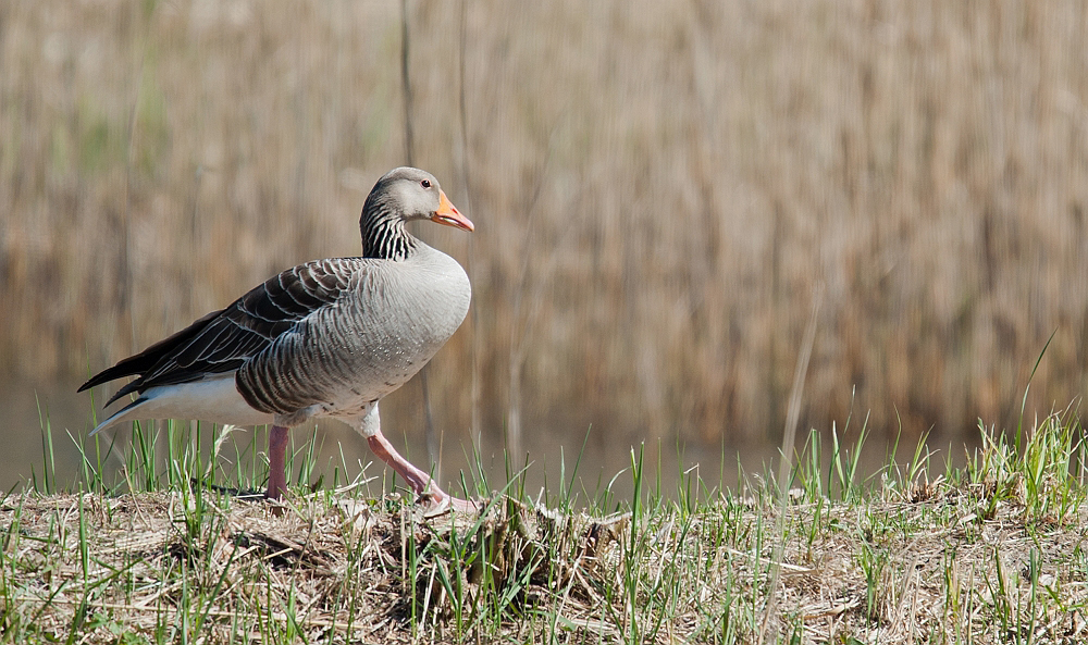 Doing the goose step.