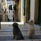 Dois cachorros portugueses