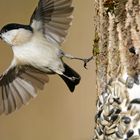 Dokoaufnahme: Sumpfmeise beim Abflug.