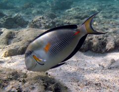 Doktor-Fisch im Roten Meer