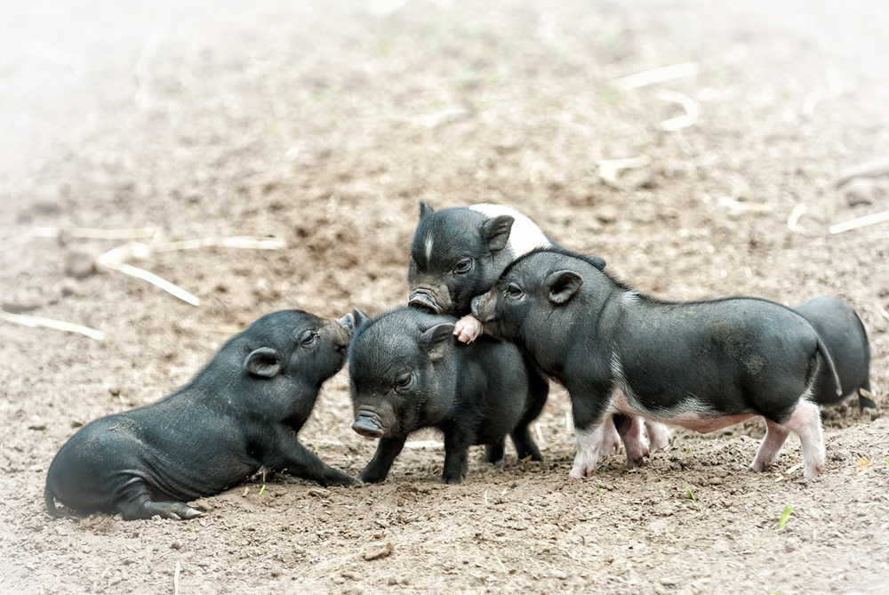 Doktor-Spiele bei Schweins: Nur nicht drängeln!