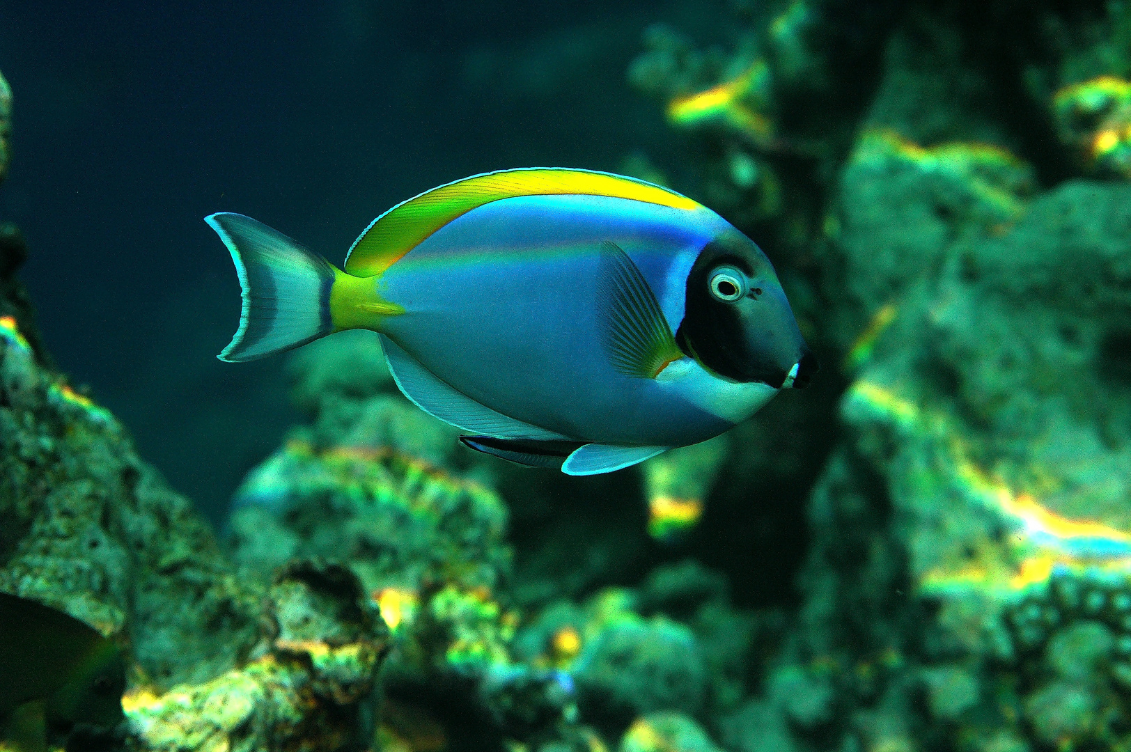 Doktorfisch auf den Malediven