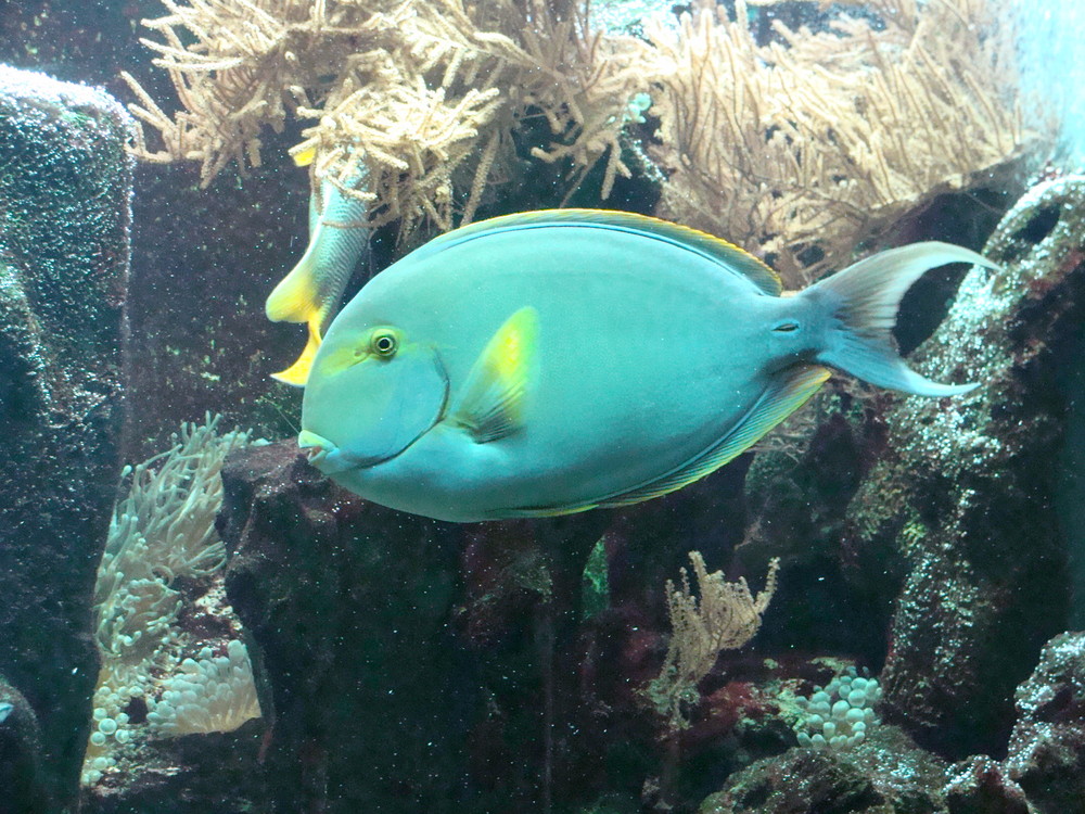 Doktorfisch im Wuppertaler Zoo