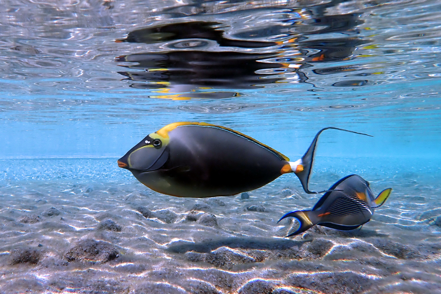 Doktorfische im Flachwasser