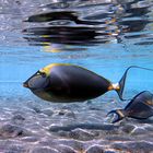 Doktorfische im Flachwasser