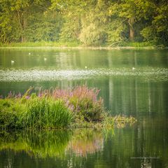 Doktorsee Rinteln III