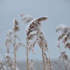 Doku 26.02.2018 Insel Hiddensee 