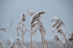 Doku 26.02.2018 Insel Hiddensee 