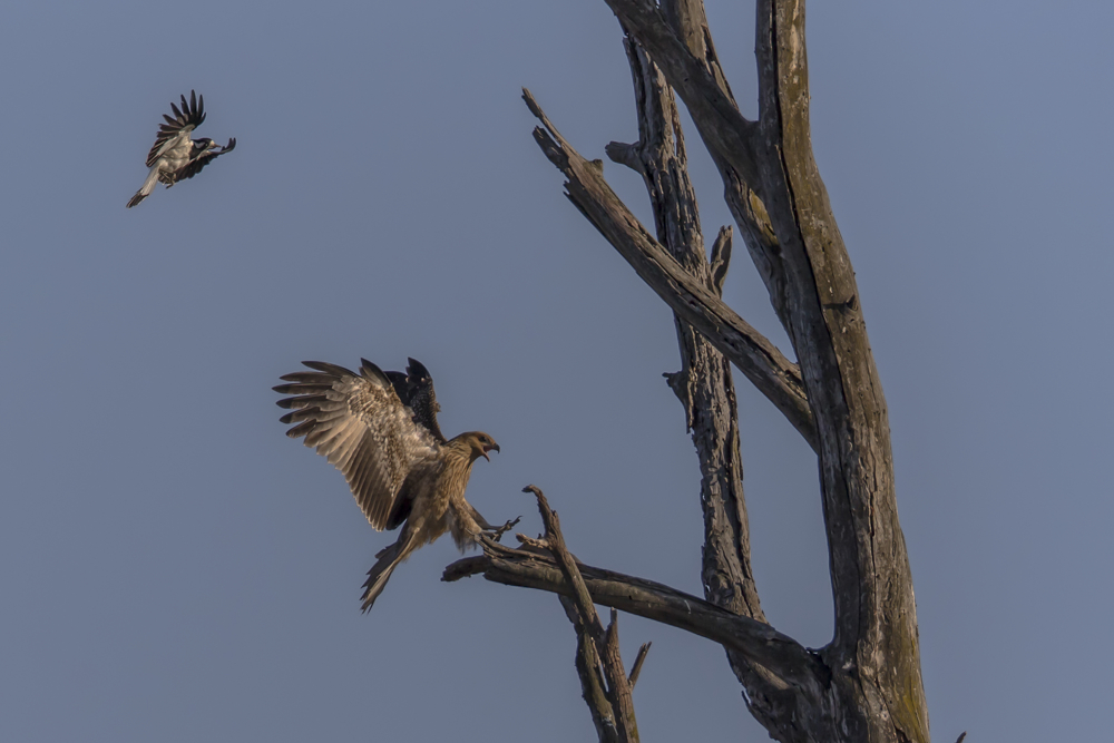 Doku am Morgen: Einen Magpie - Iark im Genick