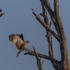 Doku am Morgen: Einen Magpie - Iark im Genick