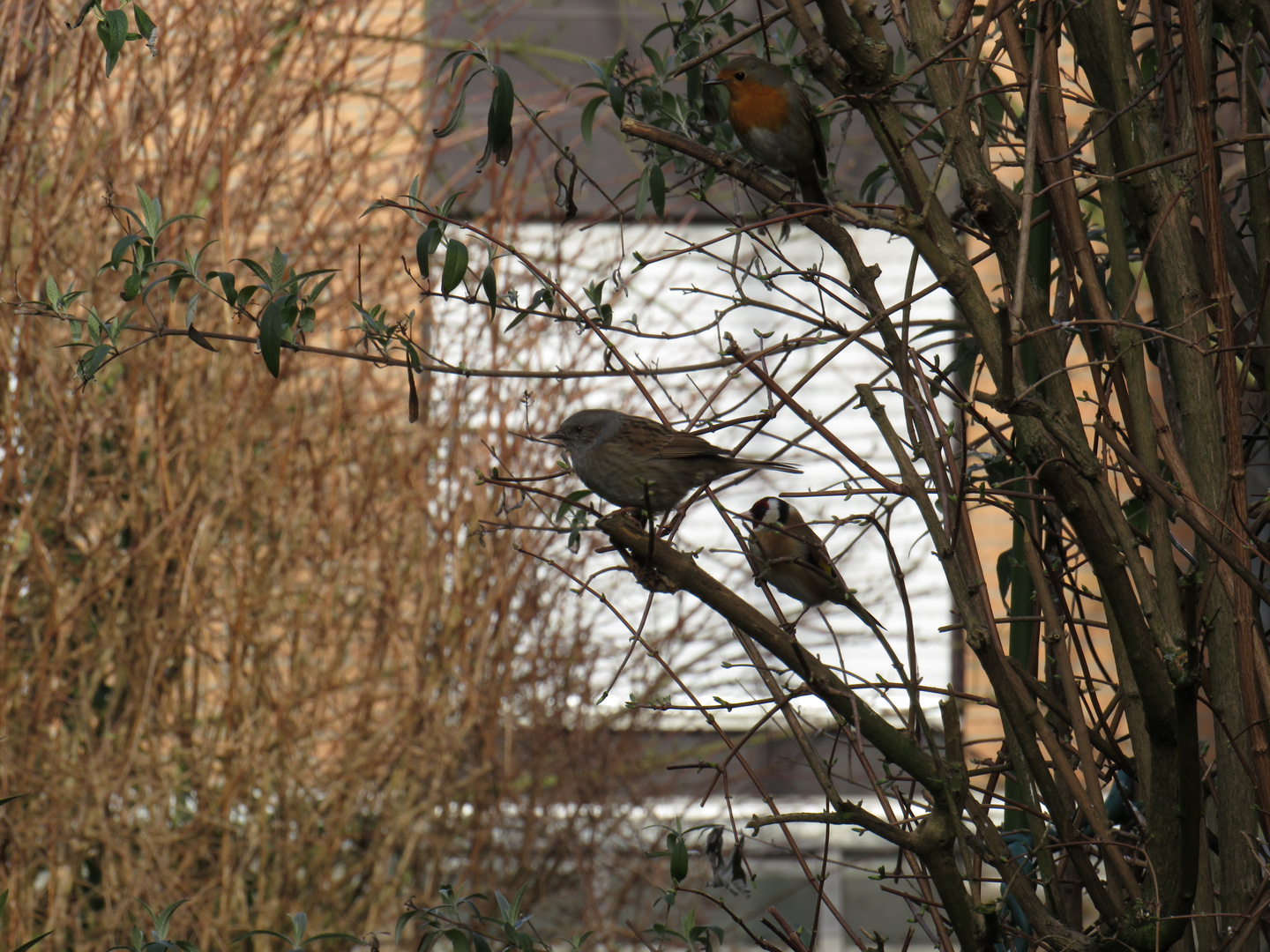 Doku Arten In Meinem Garten Foto Bild Tiere Wildlife Wild