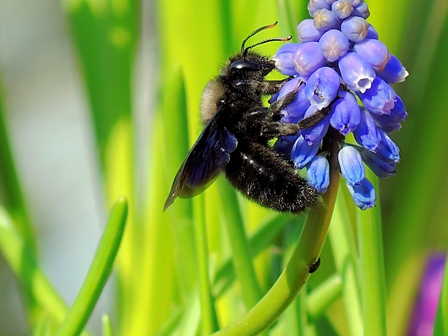 Doku: Blaue Holzbiene .................