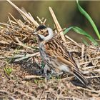 Doku: Den Hahn der Rohrammer (Emberiza schoeniclus) entdeckte ich . . .