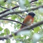 (Doku) der Gartenrotschwanz, männlich (Phoenicurus phoenicurus)...