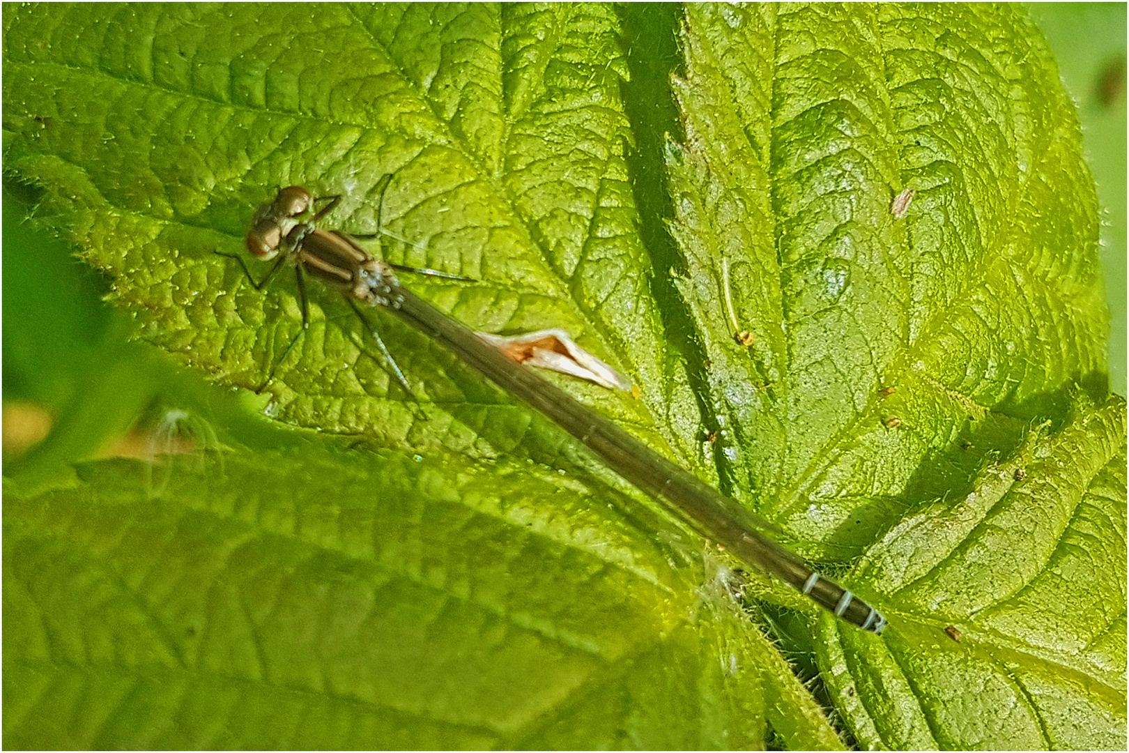 Doku: Die weibliche Hufeisen-Azurjungfer (Coenagrion puella) entdeckte . . .