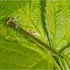 Doku: Die weibliche Hufeisen-Azurjungfer (Coenagrion puella) entdeckte . . .