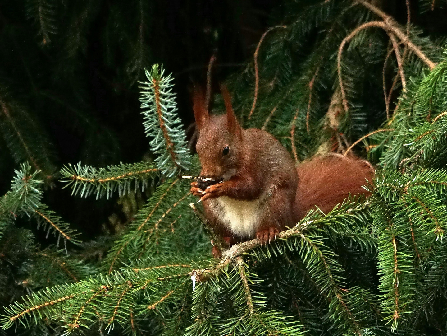 Doku - Eichhörnchen mit gekeimter Walnuss