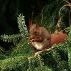 Doku - Eichhörnchen mit gekeimter Walnuss