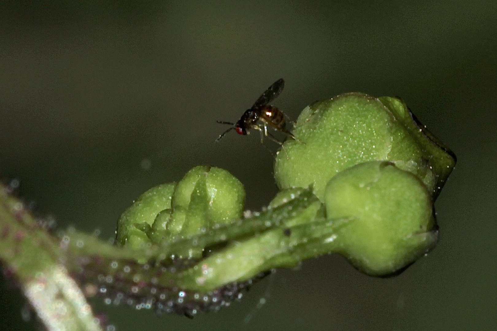 (Doku:) Eine Erzwespe (Überfamilie Chalcidoidea) sticht ...