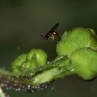 (Doku:) Eine Erzwespe (Überfamilie Chalcidoidea) sticht ...