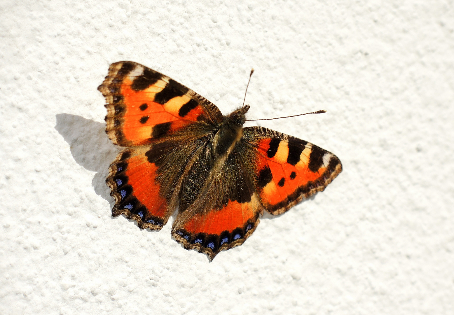 Doku: Erster und frühster Schmetterling 2014 gesichtet.......