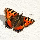 Doku: Erster und frühster Schmetterling 2014 gesichtet.......