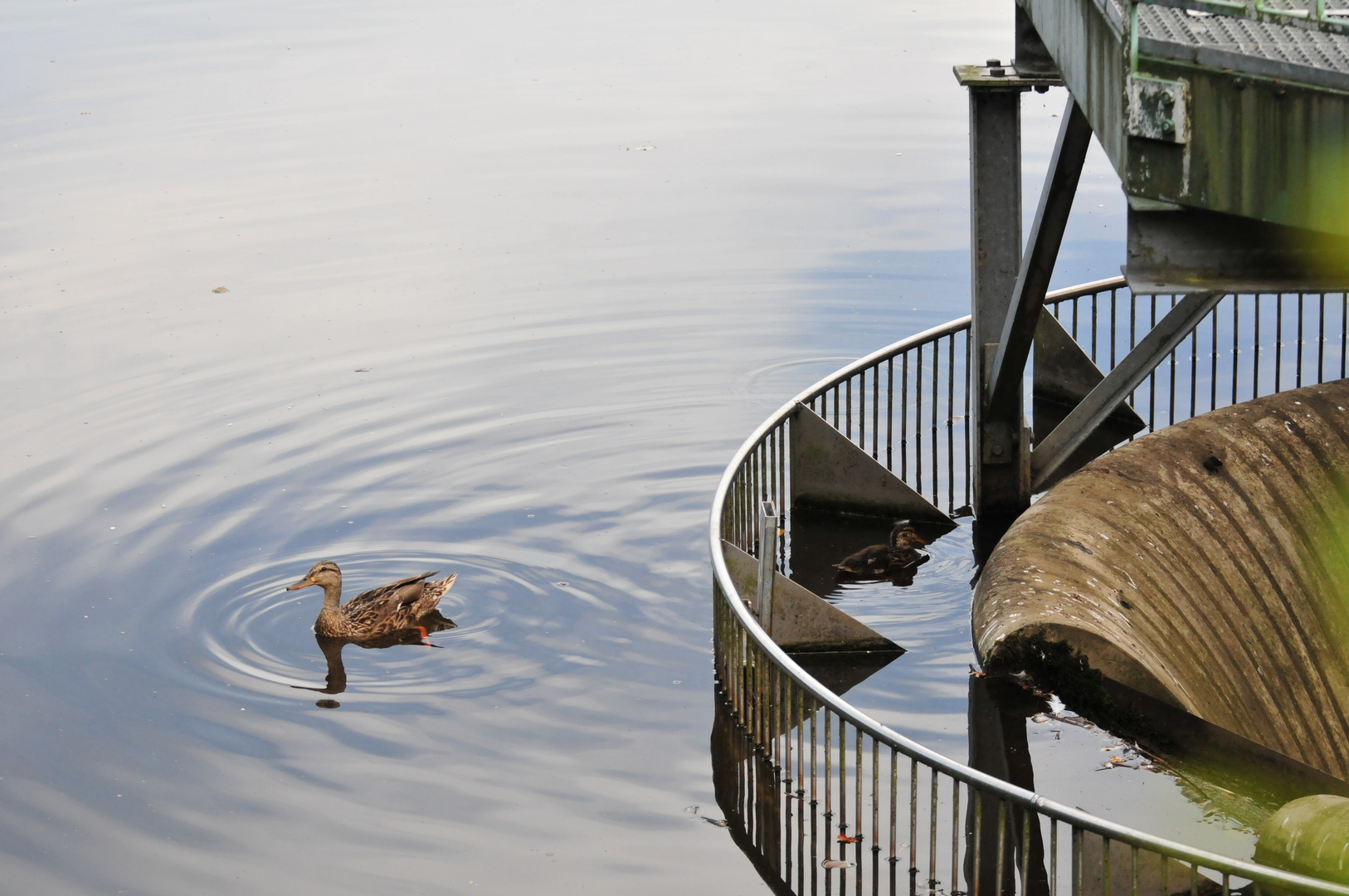 Doku: Gefahr am Stauweiher - Entenküken