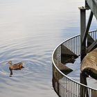 Doku: Gefahr am Stauweiher - Entenküken