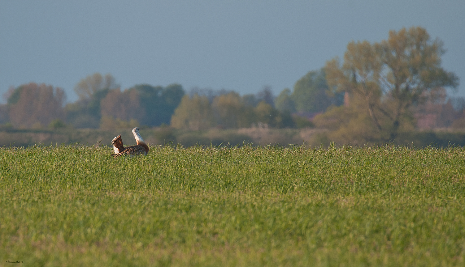 Doku Grosstrappe /Great bustard