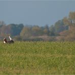 Doku Grosstrappe /Great bustard