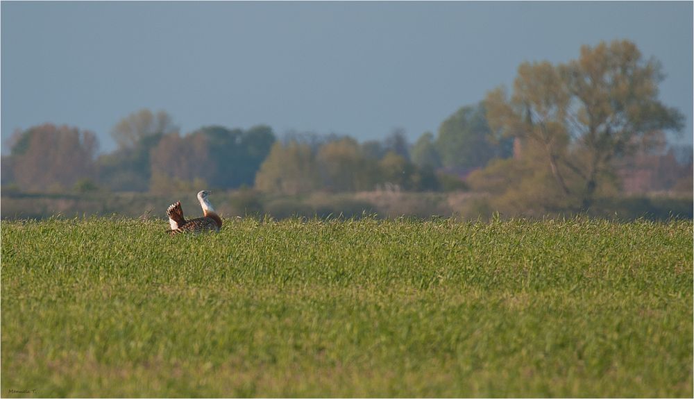 Doku Grosstrappe /Great bustard