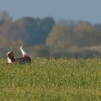 Doku Grosstrappe / Great bustard