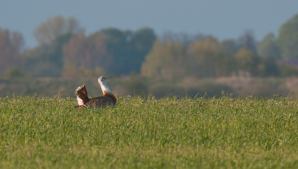 Doku Grosstrappe / Great bustard