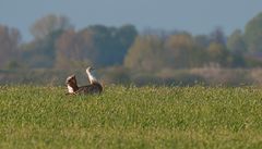 Doku Grosstrappe / Great bustard