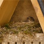 Doku: Hausrotschwanz brütet im Insektenhotel.