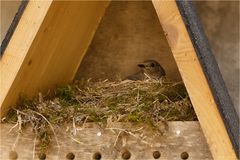 Doku: Hausrotschwanz brütet im Insektenhotel.