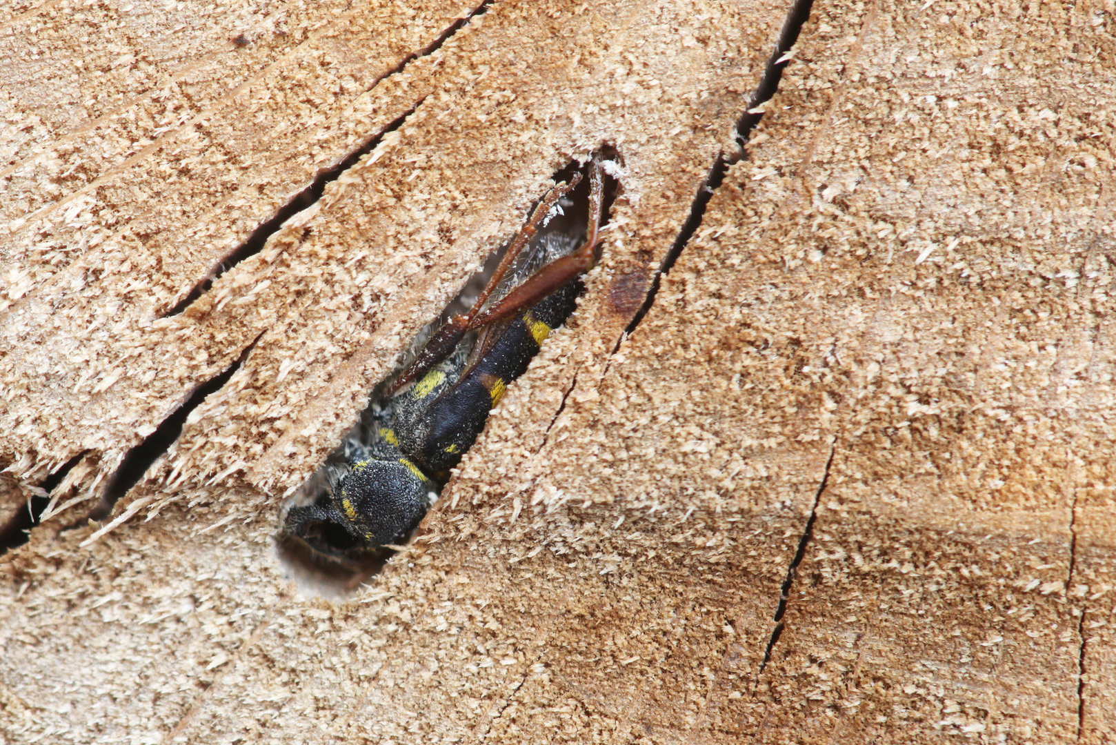 DOKU: Holzwespe in Holz